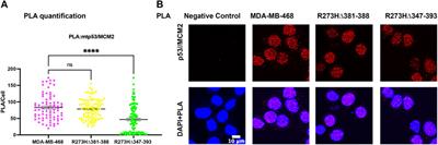 Oligomerization of Mutant p53 R273H is not Required for Gain-of-Function Chromatin Associated Activities